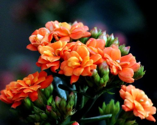  【老人】适合中老人养的4种花卉，修身养性又健康，香气扑鼻招财纳福！