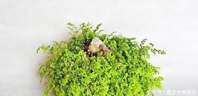 高大的花|卧室不要养5种花,虽然好看,但并不适合