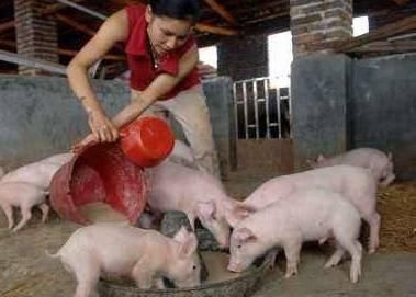  「取消」取消生猪禁养限制，对猪肉价格有啥影响？猪价能否回归