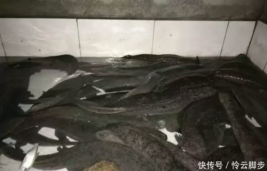  【保护动物】曾卖2千元一斤，如今价钱大跌，一斤不足百元，养了