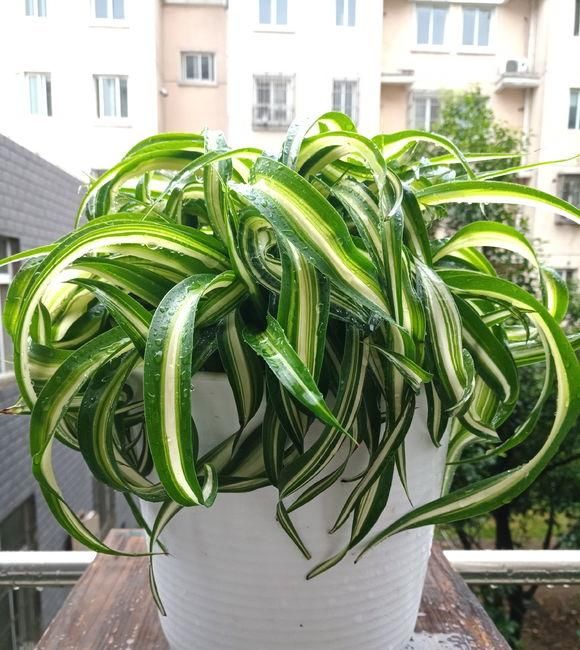  [植物]吊兰，文竹，发财树黄叶子，咔咔“剃光头”，两周绿叶长爆盆