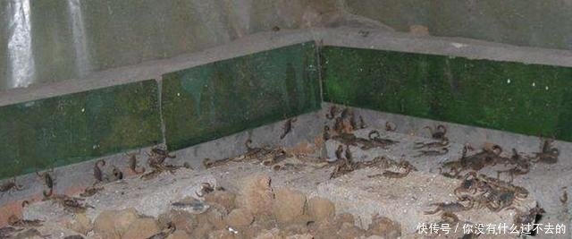 农村大叔4平米土圪梁上搞特殊养殖，年入50万！