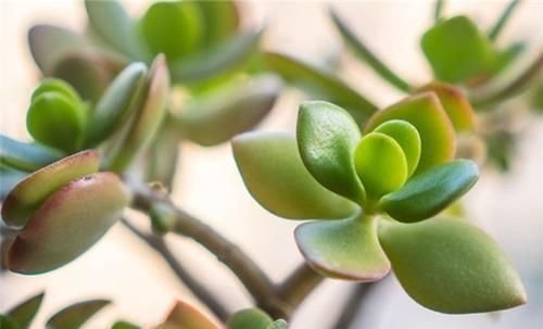  [植物]叶片肥厚的景天科植物，多肉燕子掌，怎样常年保持鲜绿？