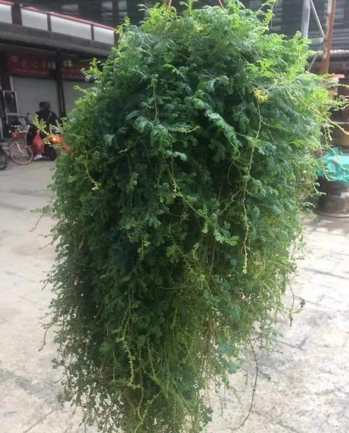  『绿萝』养烦了绿萝吊兰？何不养一盆翠云草，喷喷水就能爆盆成瀑布