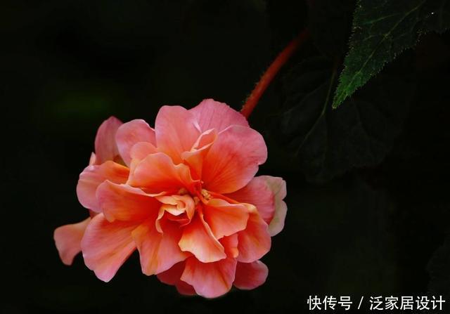  开花@3种花非常好养，颜色鲜艳开花爆盆，好养易活非常漂亮，养出花海
