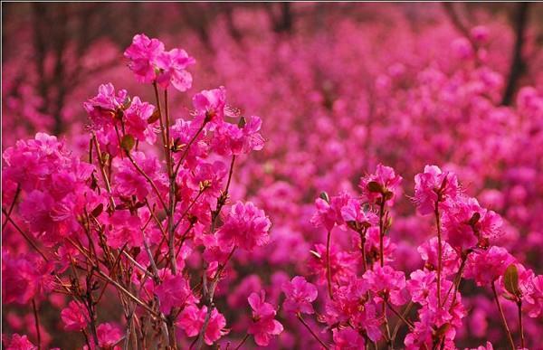  「东北」此花是东北特有的花卉，是一个民族精神的骄傲，是西施花
