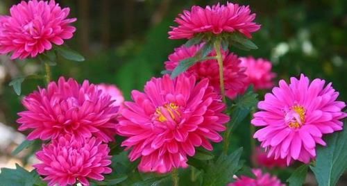  『家里』这四款花卉，养在家里清新脱俗，一次花开上百朵，花开香飘溢满屋