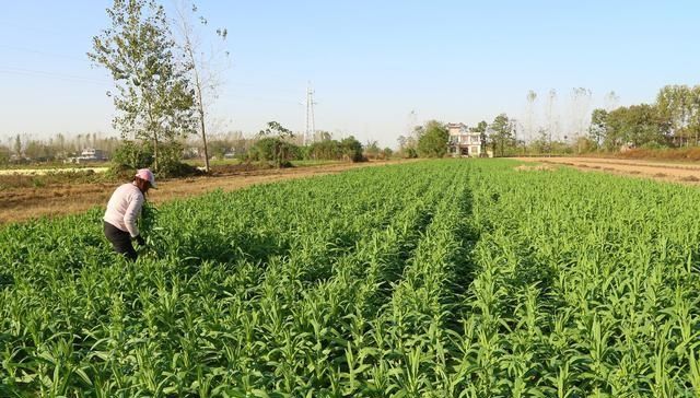  「种植」农村大叔种植特色，7亩收入70000元，种植秘诀在哪里