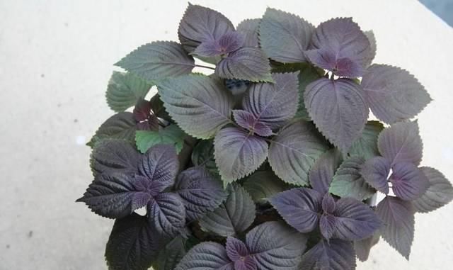 「植物」在家养这几种植物,堪称“天然的小药箱”!