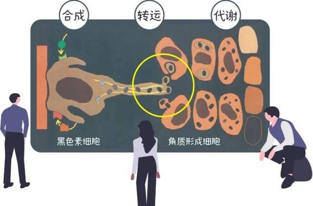  顶级@顶级流量【烟酰胺】，为什么你用了却不白？