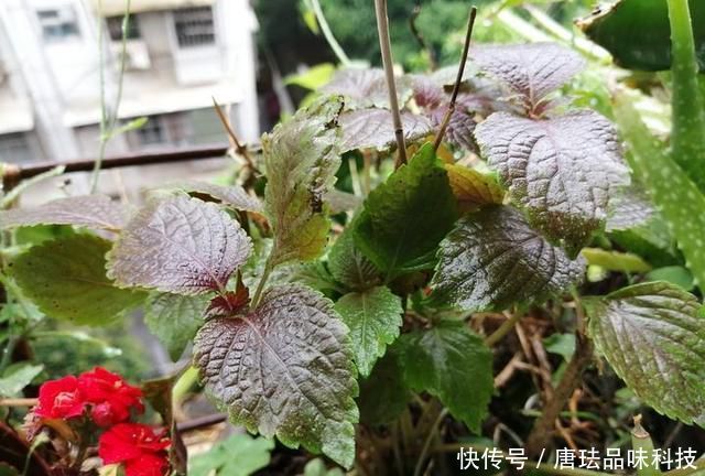  花盆@春天来了，酸咪草都开了，紫苏都种活了！