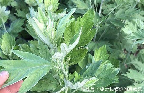  「盆栽技巧」夏季烦恼高温天蚊蝇乱飞？趁早盆栽4种植物，既能观赏又贼实用