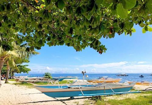 人生怎么也要看一次的长尾鲨！！