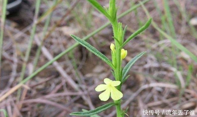  「植物」农村有种植物，令农民头疼不已，现如今500元每斤让农民