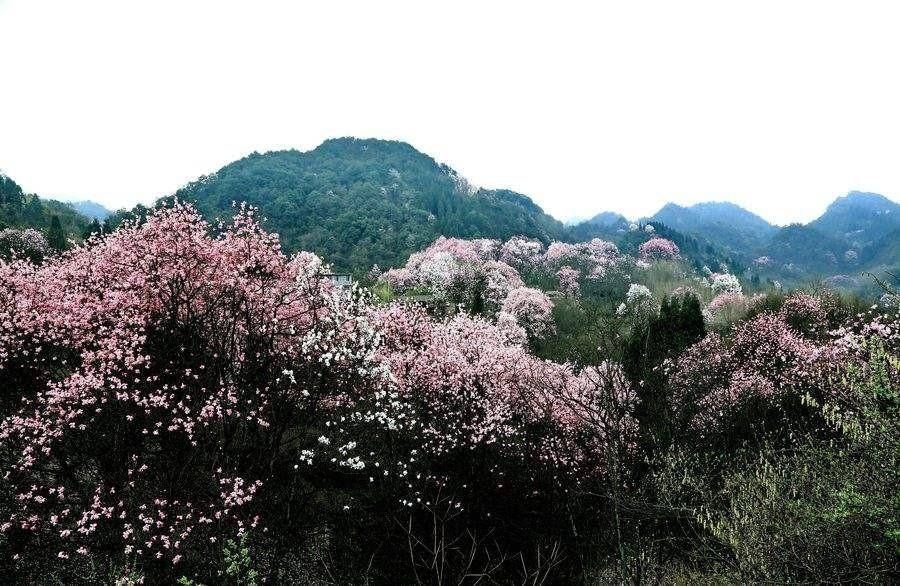  「简单」感受李子柒的平武生活，体会诗意人生，发扬古法文化