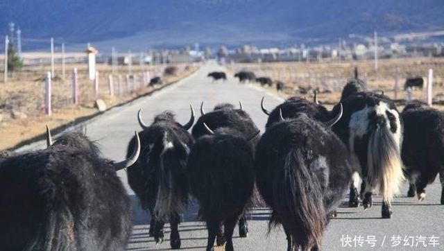 如果在川藏线自驾撞死牦牛或香猪会怎样?让我来告诉你后果!