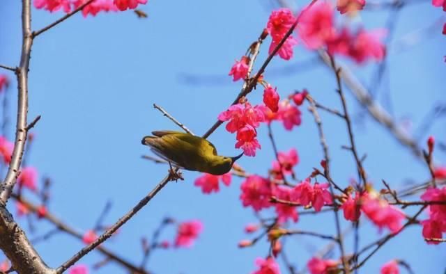  「究竟」云看花，中国美丽高等院校究竟看哪儿？