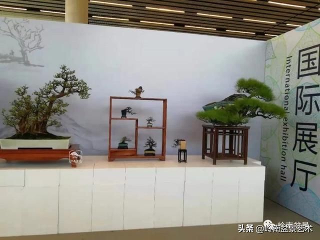  「作品」有年功的盆景，品相好，价值高！