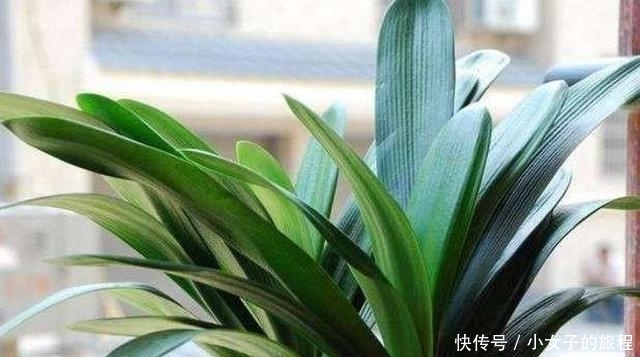 「植物」君子兰、吊兰不见长、不开花?赶紧换个盆,根系壮,叶片长不停!
