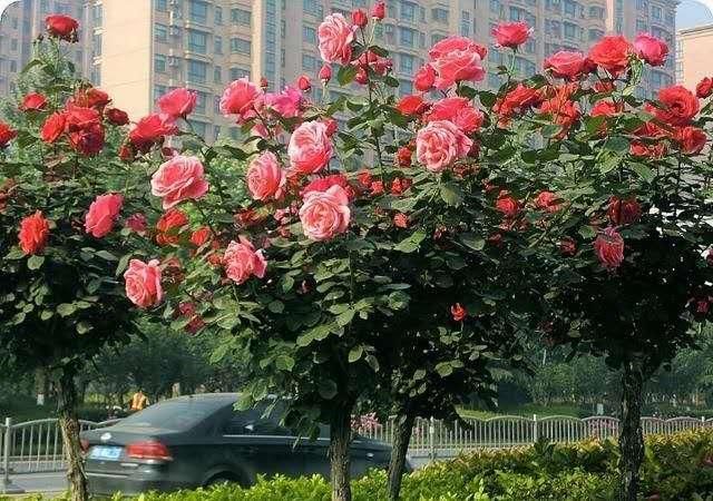 此花一年花开300天，花色艳丽，埋土就活，种2棵庭院变花海