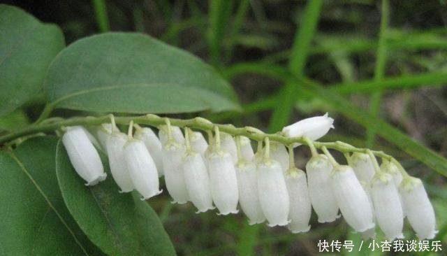  「延年益寿」南方一种“染菽树”，枝叶是宝贝，相传能“延年益寿”，价值珍贵