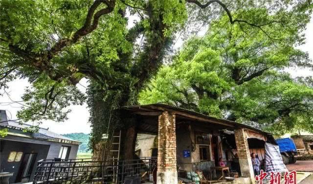  「竟是」江西的省鸟、省花、省树是什么？原来竟是它们……