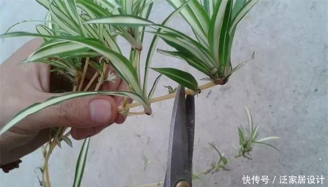  [图片作者]扦插技巧：这6种花现在扦插，丢土里就生根，插多少活多少！