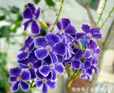  蓝雪花：喜欢养护花卉，就选择花色艳丽，花期长，开花量大的花卉，美极了