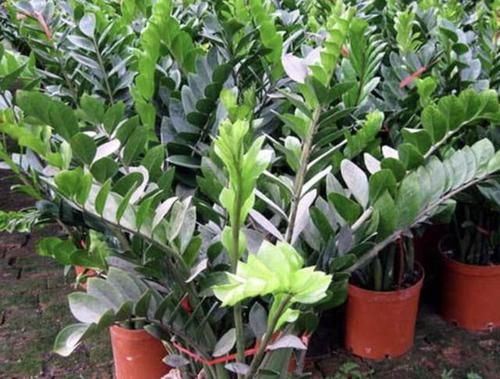  「变高」客厅养护“金钱树”，2个方法学好了，16天冒新芽，植株变高！