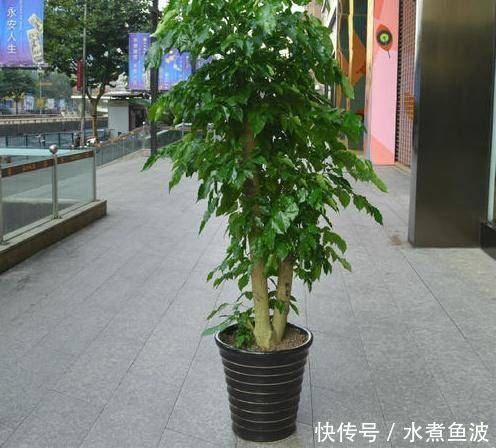  摆在：有钱人最喜欢这3种“花”，摆在家里镇宅旺财，四季常青开花不断