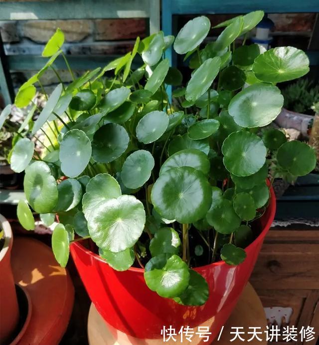  [图片作者]15种超级好养的花，不死鸟居然不是第一，“养花杀手”们试一试吧