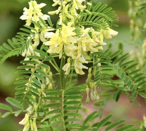 「西北」在西北,1种植物“耐旱”,若是碰到别去挖,请爱护它,珍贵