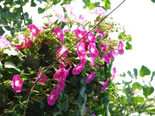 「回忆」3种草花最泼辣,农家院里年年开花,美好的童年回忆全是它