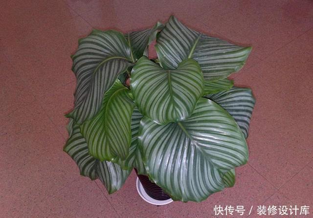 干尖|养花没几天叶子全干了,哪里出了问题,原来是这3点