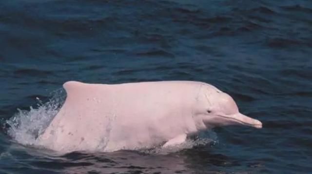 霞浦海域惊现中华白海豚，央视新闻联播都报导了