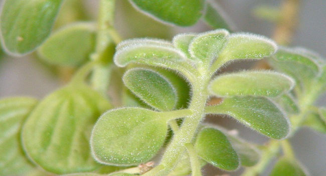  『植物』碰碰香怎么浇水,碰碰香的四季浇水方法以及浇水注意事项