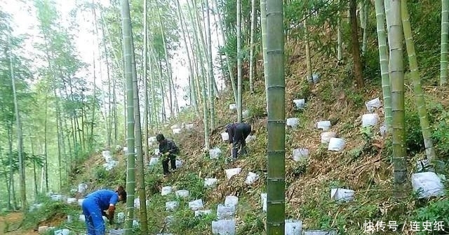  热炒■农村一种野草，以前热炒到1200元一斤，现在价格跌入谷底