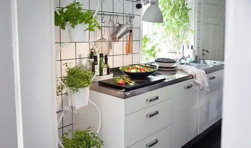 品种的花■家里养花有讲究，4个位置是“禁忌”，养一盆死一盆