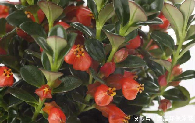 新手|3种花非常好养,开花硕大很漂亮,好养易活不操心,适合新手养护