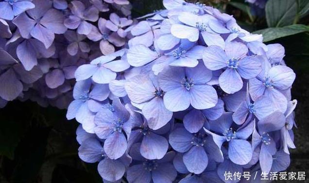  适合■适合家养的5种花，花大色艳很皮实，家里养一盆，天天都能赏花
