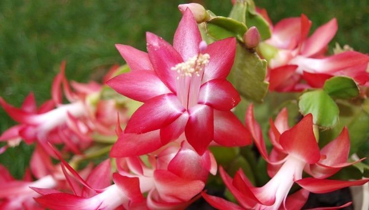 『家里』这几种花很适合家里养,寓意美好花期长,开花娇艳爆满盆,特好养