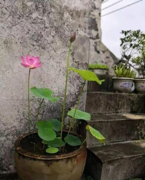  『最合适』江西一位王大爷，用老物件养花，大水缸养荷花，真的超级美