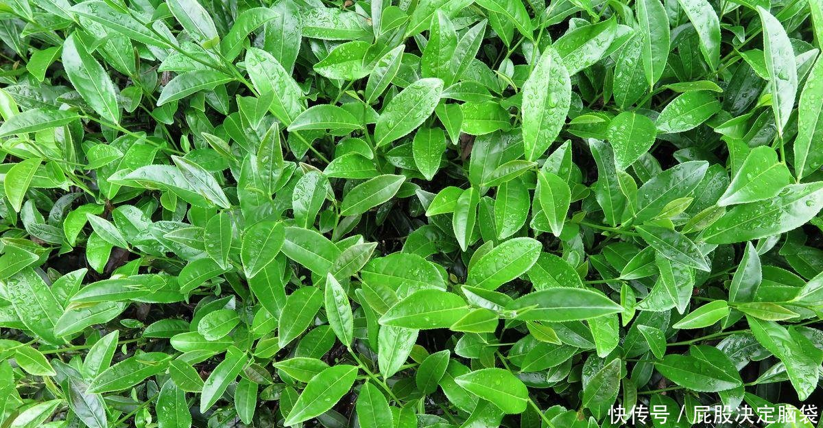 中国最珍稀的植物，曾一根分枝都能卖20多万，现在有钱也买不到！