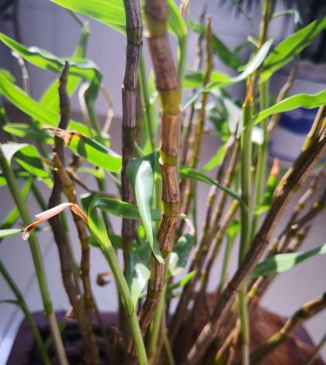 『解决』邻居家干枯的石斛,用了一招就解决了,10天绿叶疯长不停