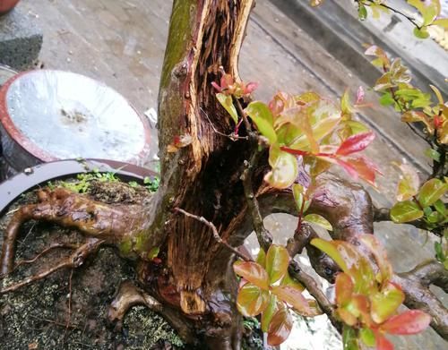  『时间』紫薇盆景什么时候修剪好？对的时间修剪对的枝条，枝壮叶茂开花美