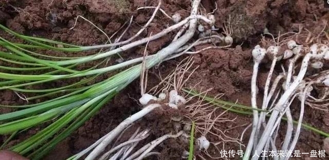 「春天」野生的“小根蒜”价值在根茎,怎么吃都下饭,春天正好冒新芽
