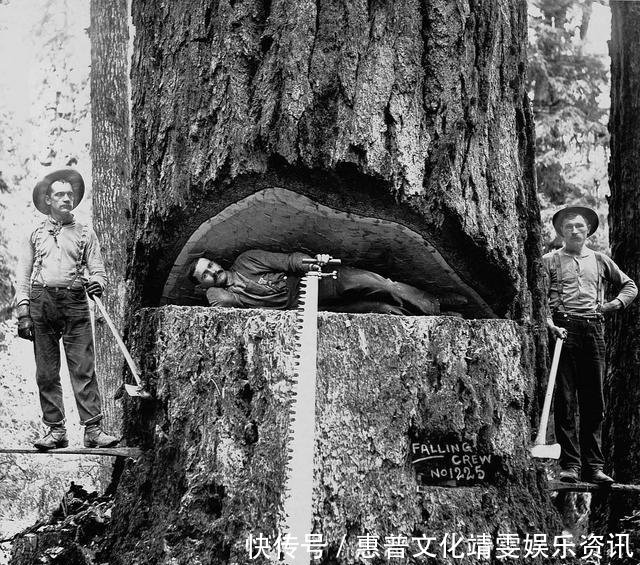 「伐木」直击百年前美国人伐木千年古树被粗暴砍倒,巨树面前人类太渺小