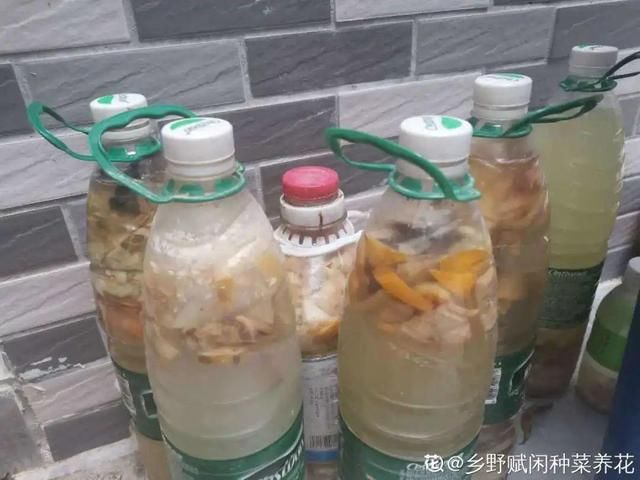  『省钱』1个塑料瓶，居然有8种养花方法，省钱又好用！