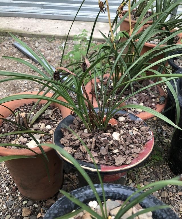  『越养越』春兰和蕙兰发新芽越养越短是怎么回事