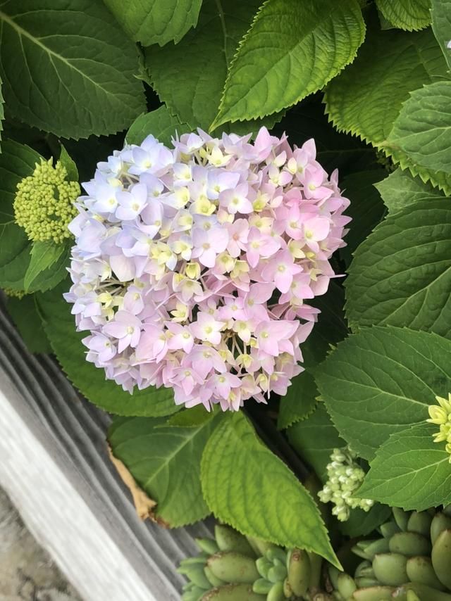 于花卉修剪■修剪也得有“度”,“3种花”要悠着点,剪狠了一年不开花